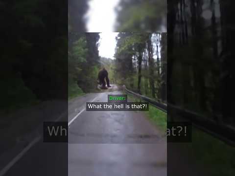 Biker Went To The Forest But It Went Horribly Wrong… thumbnail