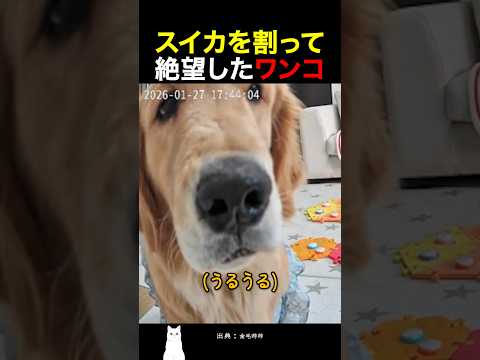 スイカを割って絶望したワンコ thumbnail