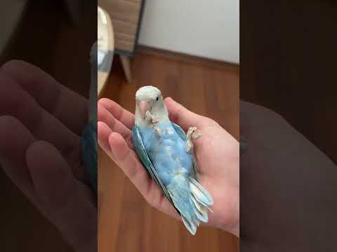 Cennet papağanlarında cinsiyet ayrımı yapmak #lovebirds thumbnail