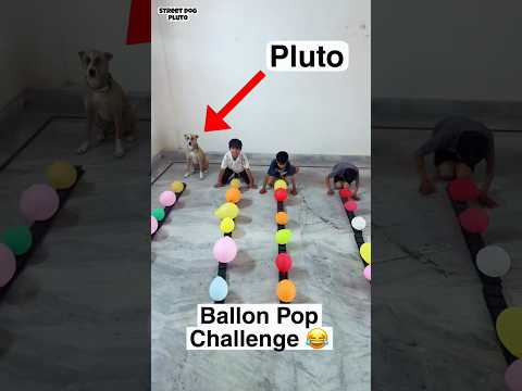 Dog Vs Humans Dog Pop Challenge #doglove #funny thumbnail