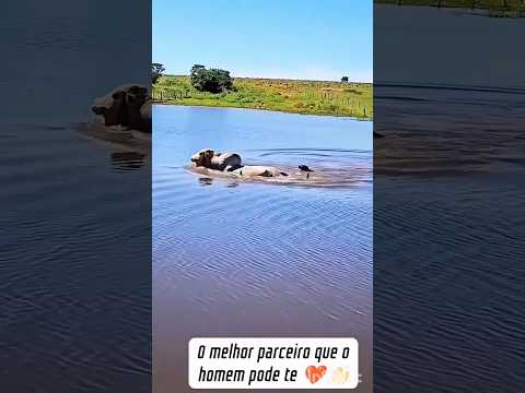 top #boi #cachorro #agro #vaca #agro #fazenda #shortvideo #shortsfeed #boiada #cavalos #viral thumbnail