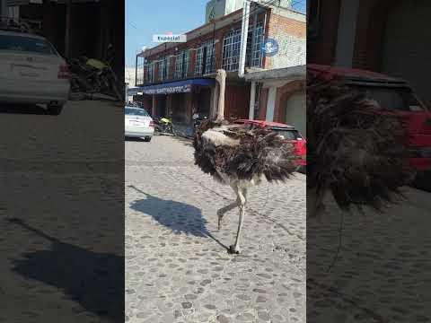 Avestruz suelta en Tepotzotlán moviliza a autoridades y vecinos #shorts thumbnail