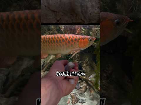 Asian arowana gets fed in his fish tank thumbnail