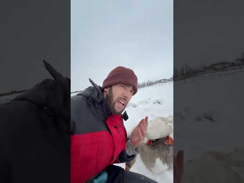 Почему в детстве они всех гоняли? thumbnail