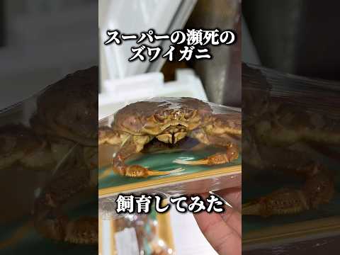 スーパーの瀕死のズワイガニを飼育してみたらヤバすぎた｡ thumbnail