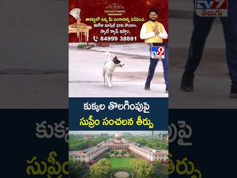 కుక్కల తొలగింపుపై సుప్రీం సంచలన తీర్పు -TV9 thumbnail