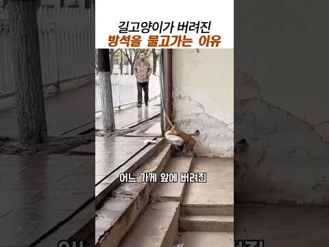 길고양이가 버려진 방석을 물고가는이유#길고양이구조#치즈냥이 thumbnail