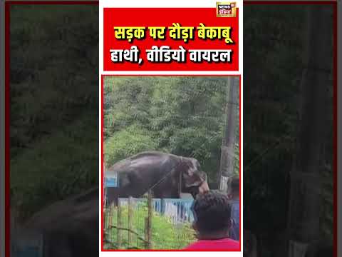Elephant Viral Video | सड़क पर दौड़ा बेकाबू हाथी, वीडियो वायरल #kerala #elephantvideo #viralshorts thumbnail