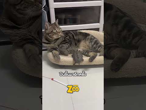 ศึกชิงเตียงระหว่างแมวกับเต่า thumbnail