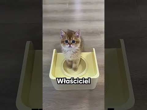 Wszyscy ignorowali tę małą kotkę ? thumbnail