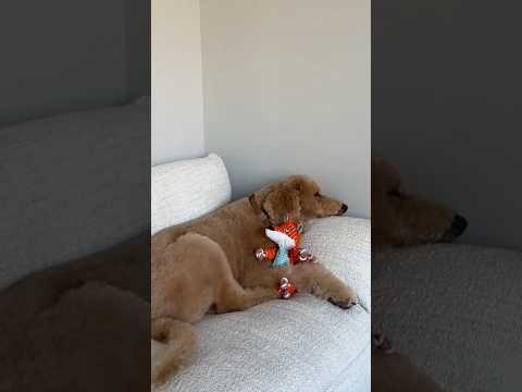 Tbf Oliver is a better cuddler #dogs #dogcomedy thumbnail