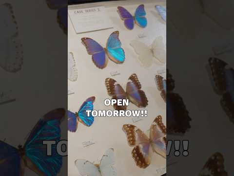 The Bug Museum is Opening for the Summer! thumbnail