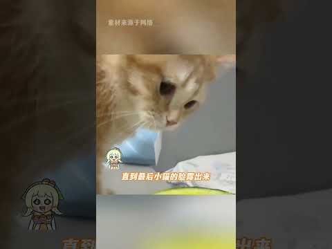 很会吃的小猫！很会拍的咪主人#猫咪 #猫咪的迷惑行为 #铲屎官 #萌宠 #万万没想到 thumbnail
