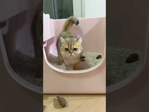 当我用纸壳子假装粑粑整蛊猫咪，没想到最后却遭到了猫咪的报复 thumbnail