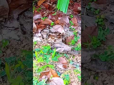 Nightjars Babies trying to hide under their mother #nightjar #funnyanimals #featheryfriends thumbnail