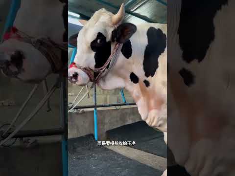 这里是印度，当地人喜欢给牛角涂上鲜艳颜色，原因是什么？ #牛角 #涨知识 #奇闻趣事 #内容启发搜索 thumbnail