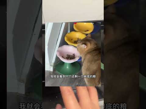 【#PuPu噗噗】每只小猫都有自己的赈灾粮 #万物可爱计划 #养宠人不苦夏 thumbnail