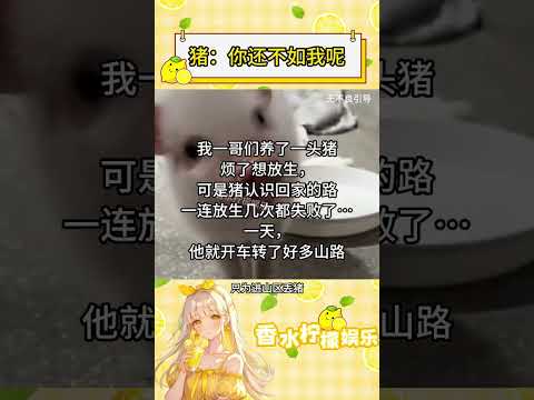 猪：你还不如我呢！放生失败后它竟成“导航猪”？#离谱  #万万没想到##搞笑# thumbnail