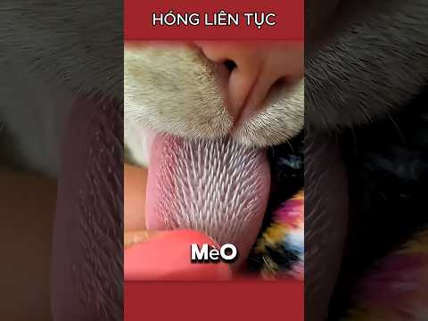 Lưỡi mèo có gai #honglientuc #shorts thumbnail