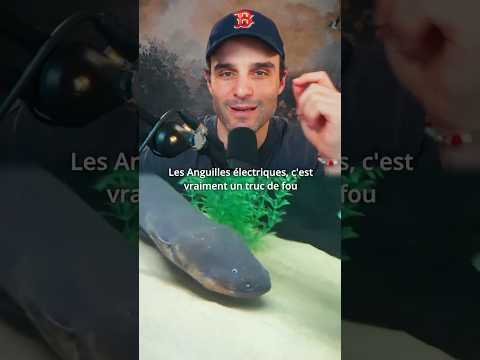 Les anguilles électriques c’est vraiment incroyable ! #shorts thumbnail