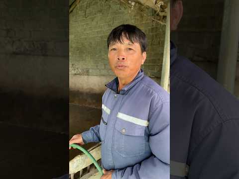 Đi ngủ đi có nhốt vào chuồng lợn #funny #comedy thumbnail
