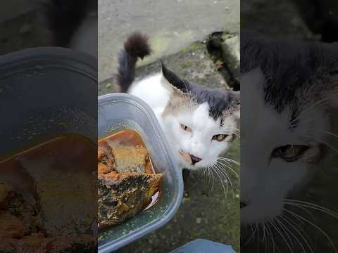 Siapa Yg Prnah Nemuin Kucing Hilang? Mama Ara Ksih Lele Bekal Dr Mobil Papa G Mw. Kasian Km Mun ??? thumbnail