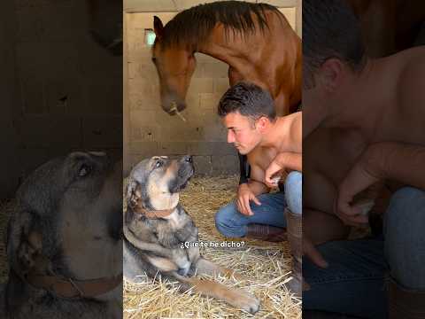 No hay que ponerse detrás de los caballos! ? thumbnail