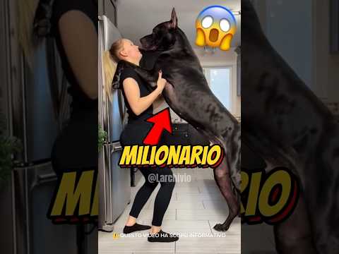3 CANI CHE SOLO I RICCHI POSSONO AVERE...😱 #curiosità #informative thumbnail