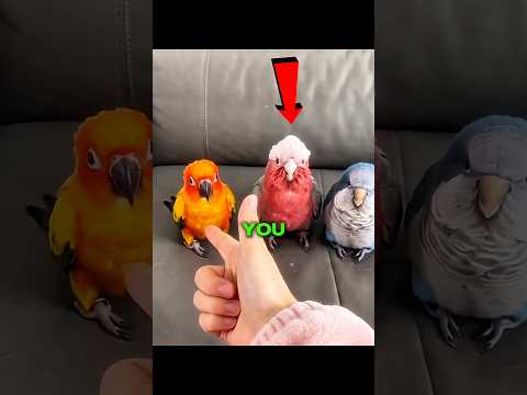 A Parrot will never tell you these things! thumbnail