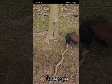 นักล่า อสรพิษ thumbnail