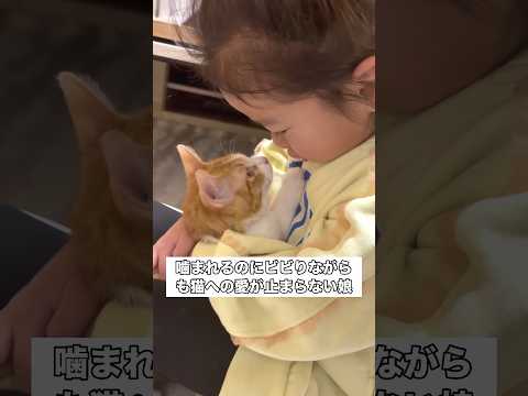 嫌がられて噛まれちゃうかなと気にしながらも大好きが溢れてしまう娘 #子猫 #茶白猫 #赤ちゃん #赤ちゃんと猫 thumbnail