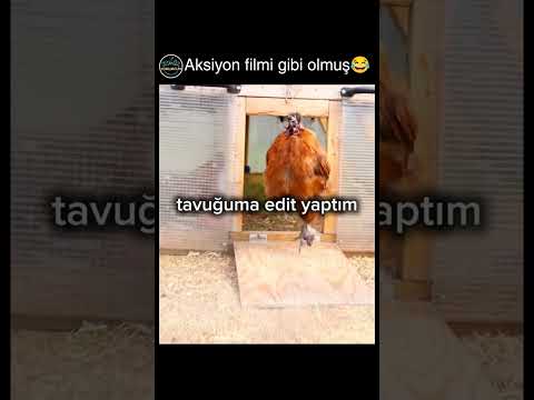 diğerinin karizma da az değil😂 thumbnail
