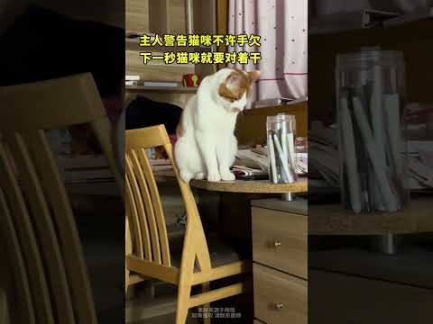 主人警告猫咪不许手欠，下一秒猫咪就要对着干 thumbnail