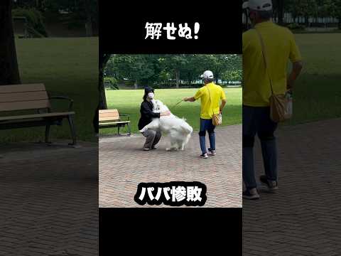 シカトする愛犬と解せぬ飼い主　#greatpyrenees #大型犬のいる生活 #大型犬 #大型犬と暮らす #グレートピレニーズ #犬のいる生活 #愛犬 #癒し #ゴールデンレトリバー thumbnail