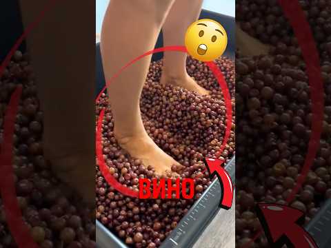 🍇 Почему виноград давят ногами! #виноград #вино #виноделие thumbnail