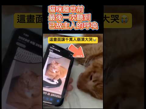 他說了這句話 感動千萬人 🫣#感動 #貓咪 #shorts 小林Lin’s life thumbnail