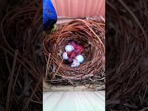 A tiny crack appears, then something magical happens ?? #shorts #birds #birdwatching #wildlife thumbnail