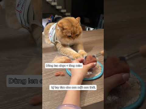 Qúy Qúy muốn cái gì thì mua cái đó thumbnail