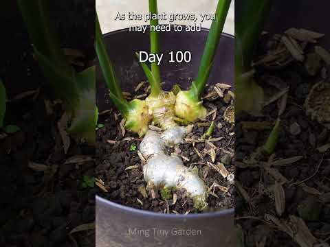 This is what happens when you leave Ginger in Small Pots for 300 days thumbnail