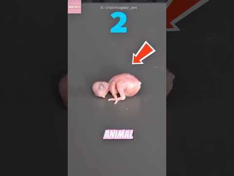 Merawat Bayi Hewan 30 hari… Berubah Jadi Apa?! thumbnail