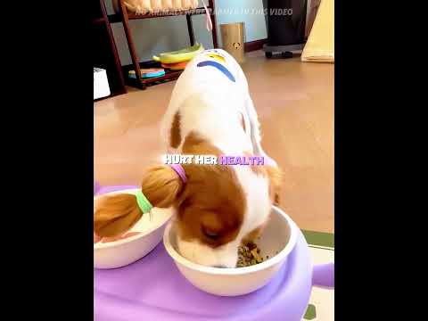 This puppy used to eat too fast, but her owner trained her. 🐶#usa #shorts thumbnail