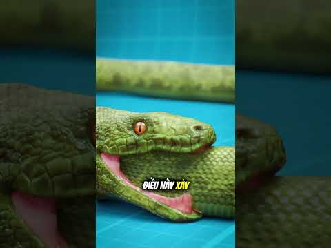 Tại sao rắn lại ăn thịt chính mình? 🐍🤯 thumbnail