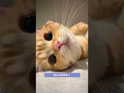 谁还说动画片是虚构的！#猫和老鼠 #小猫咪能有什么坏心眼 #搞笑 #卧佛寺小猫 thumbnail