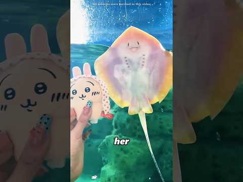 This stingray follows the girl who saved it wherever she goes.#shorts thumbnail