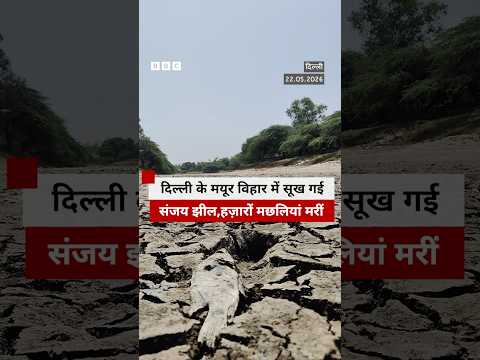 Delhi की संजय झील में पानी सूखने से मरी कई मछलियां #delhi #fish thumbnail