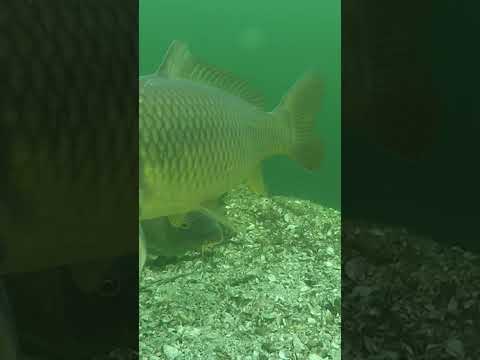Pop Up or Bottom Bait Here? thumbnail