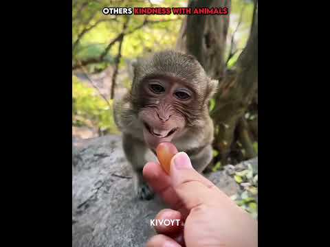 Others Kindness with Animals vs Last Man ❤️‍🩹 #edit #animal #skulledit #usa thumbnail