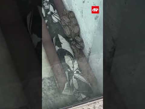 Cobra é encontrada dentro de salão de beleza no RJ; confira #Shorts thumbnail