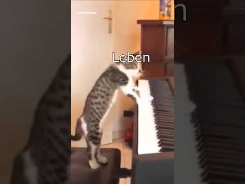 Die Dawgs sind sich treu #lustig #witzig #funny #tiere #animals #meme #lachen #happy #2homiedawgs thumbnail