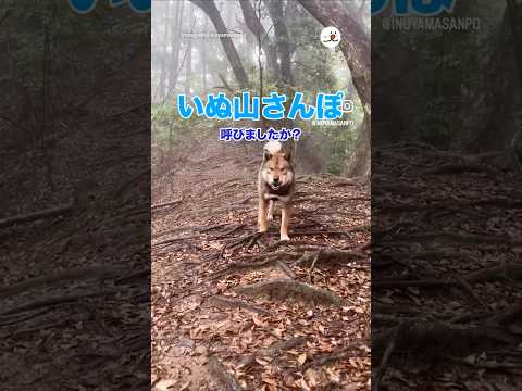 犬笛で戻ってくる四国犬｜PECO thumbnail